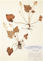 藏品(心葉黃水枝)的圖片